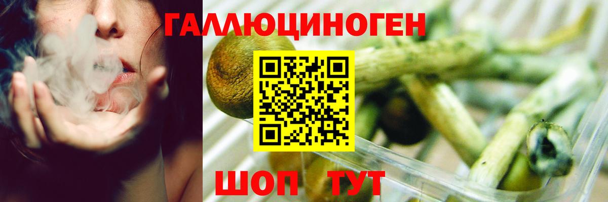 Бийск  Галлюциногенные грибы Psilocybine cubensis  Вход с VPN 